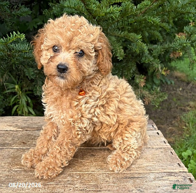 Cockapoo dogs Jane - Ad 1