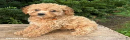 Cockapoo dogs for sale: Jane - Ad 1