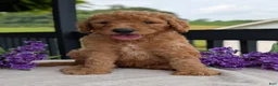 Goldendoodle dogs for sale: Parker - Ad 5