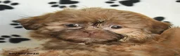 Shih Tzu dogs for sale: Otto - Ad 3