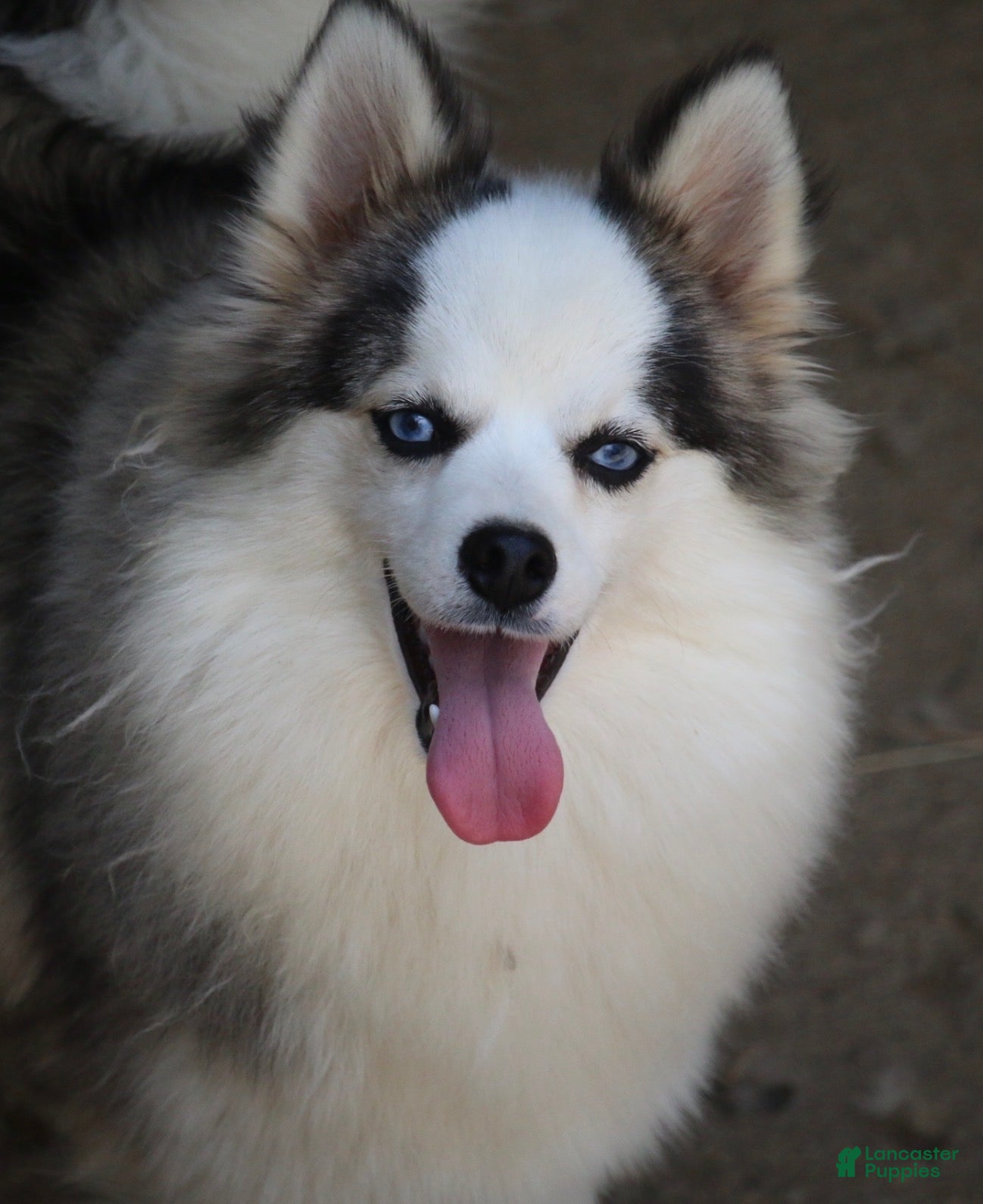 Pomsky dogs Bam bam - Ad 2