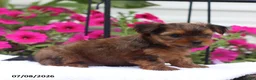 Shorkie dogs for sale: Muffin - Ad 4