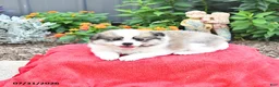 Mixed Breed dogs for sale: Biscuit - Ad 3