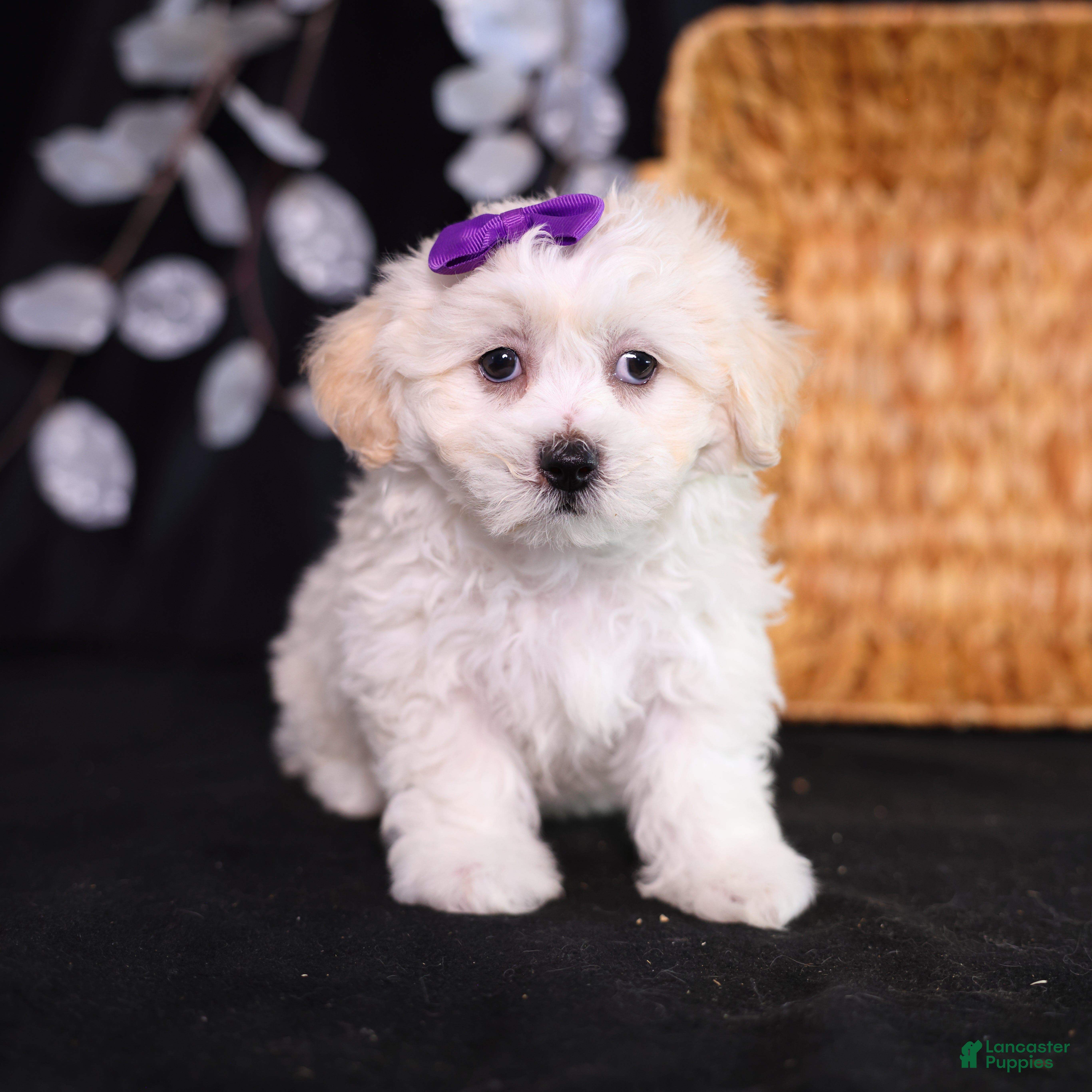Teddy Bear dogs Catherine - Ad 1