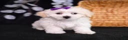 Teddy Bear dogs for sale: Catherine - Ad 1