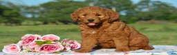 Mini Goldendoodle dogs for sale: Wisper - Ad 2