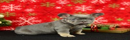French Bulldog dogs for sale: Rocky - Ad 5