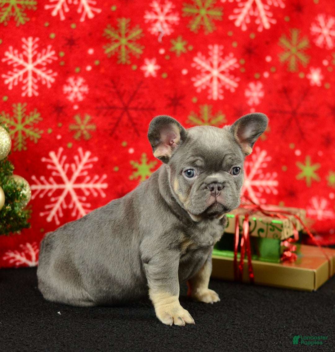 French Bulldog dogs for sale: Rocky - Ad 5