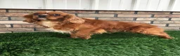 Cavapoo dogs for sale: Callie - Ad 6