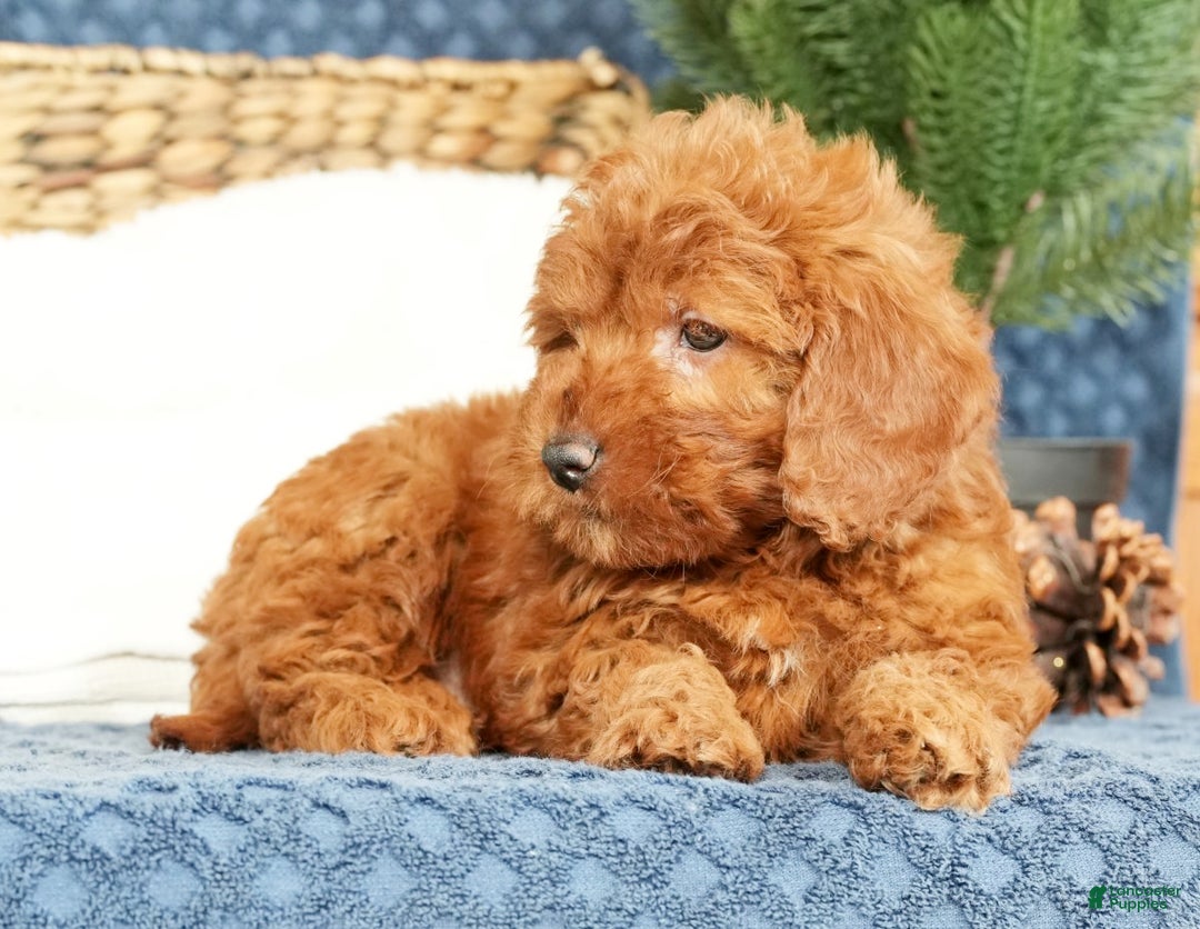 Mini Goldendoodle dogs for sale: Callie - Ad 2