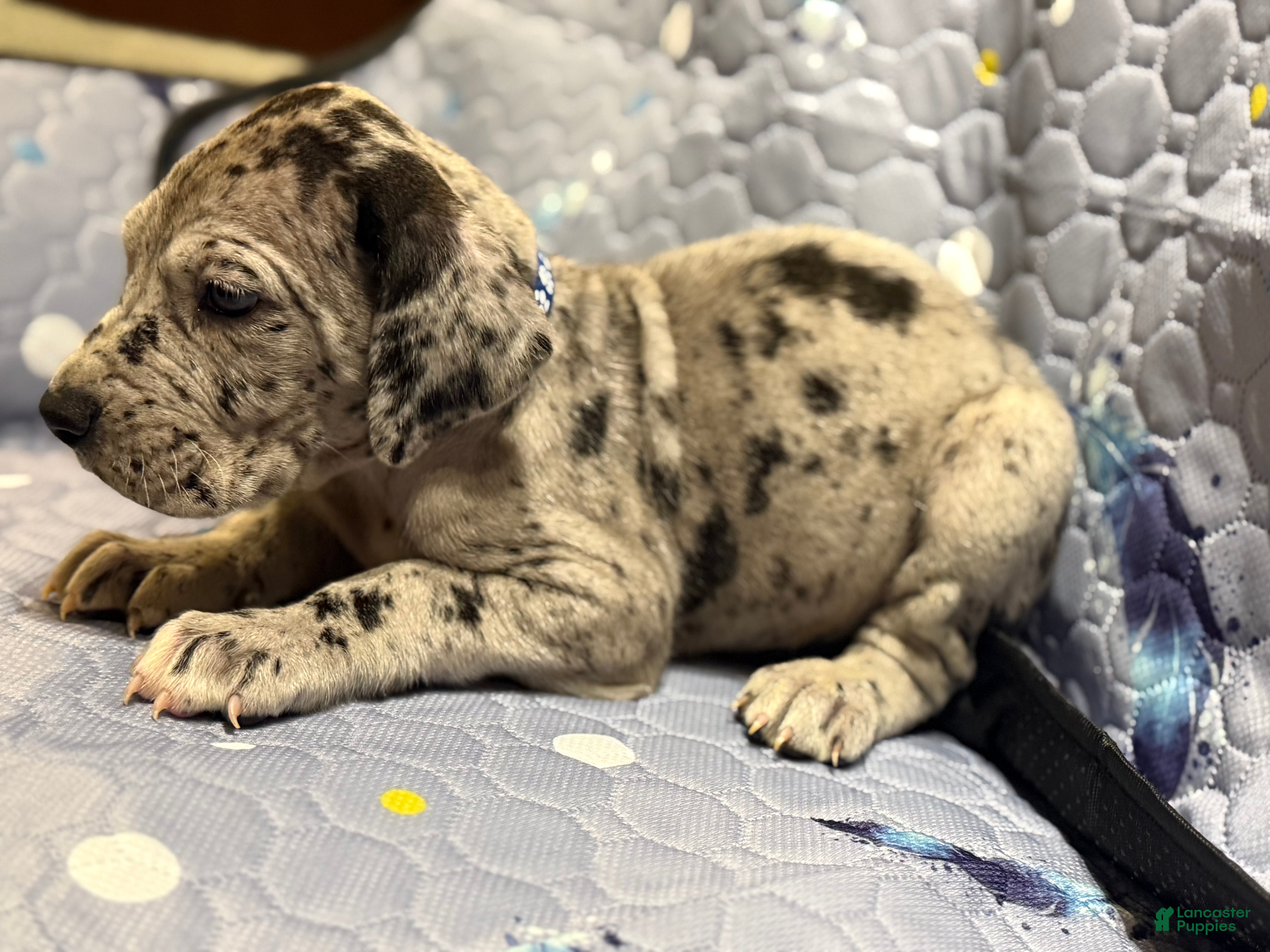 Great Dane dogs Howard - Ad 22