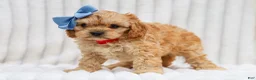 Cavapoo dogs for sale: Rex Cavapoo Pup - Ad 3