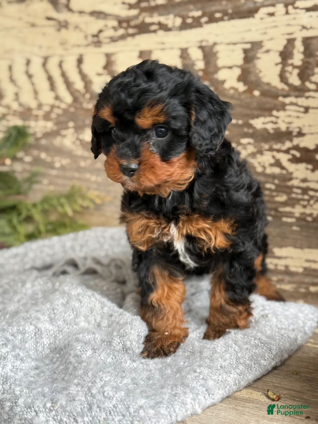 Mixed Breed dogs for sale: Barkley - Ad 9
