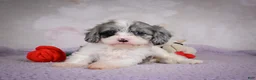 Cavapoo dogs for sale: Ruby - Ad 8