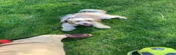 Biewer Terrier dogs for sale: Marcello - Ad 21