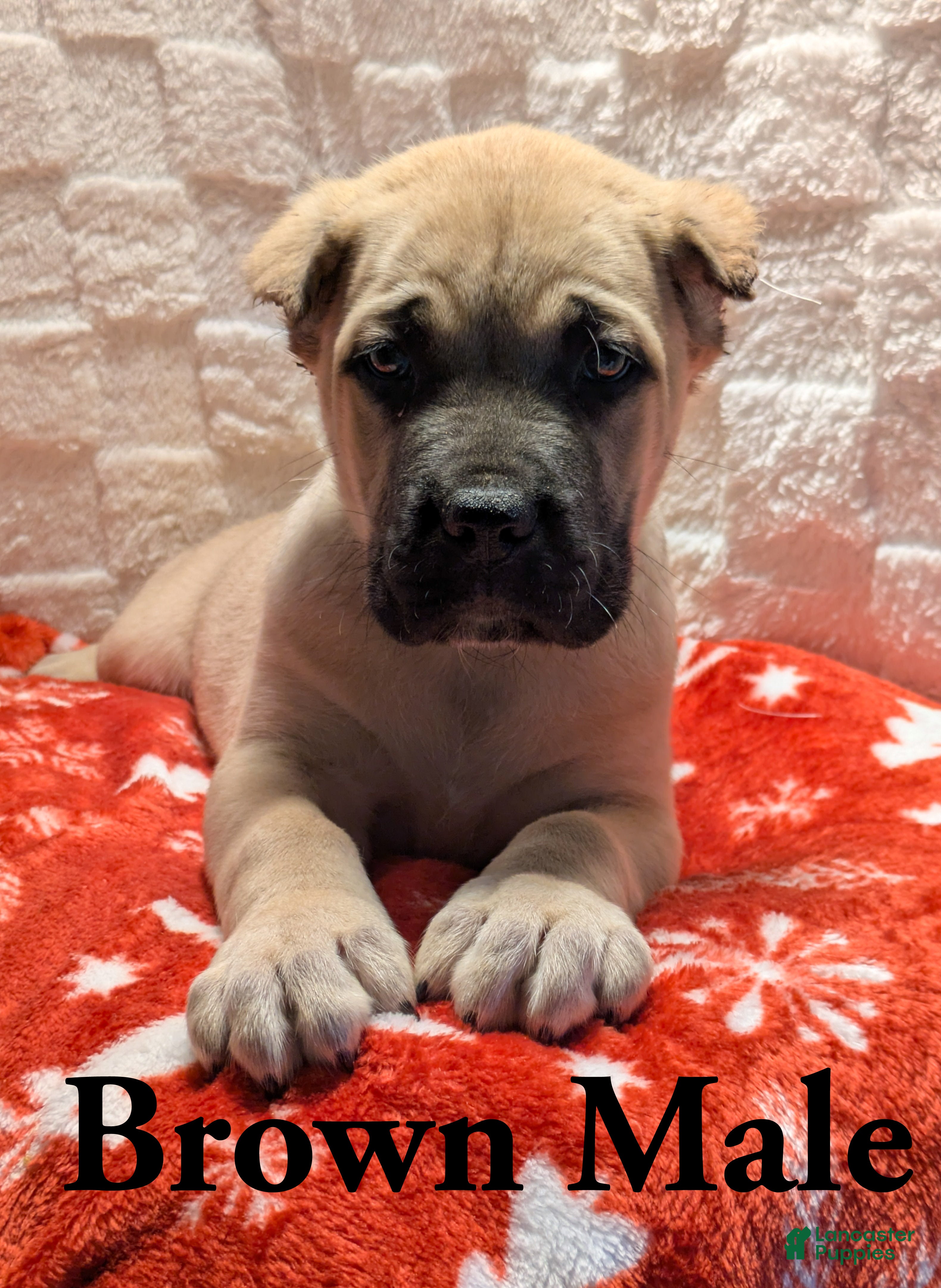 Cane Corso dogs Brown - Ad 32