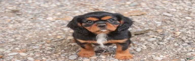 Loki Cavalier King Charles Spaniel