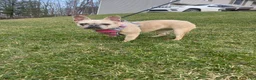 French Bulldog dogs for sale: Cash - Ad 9