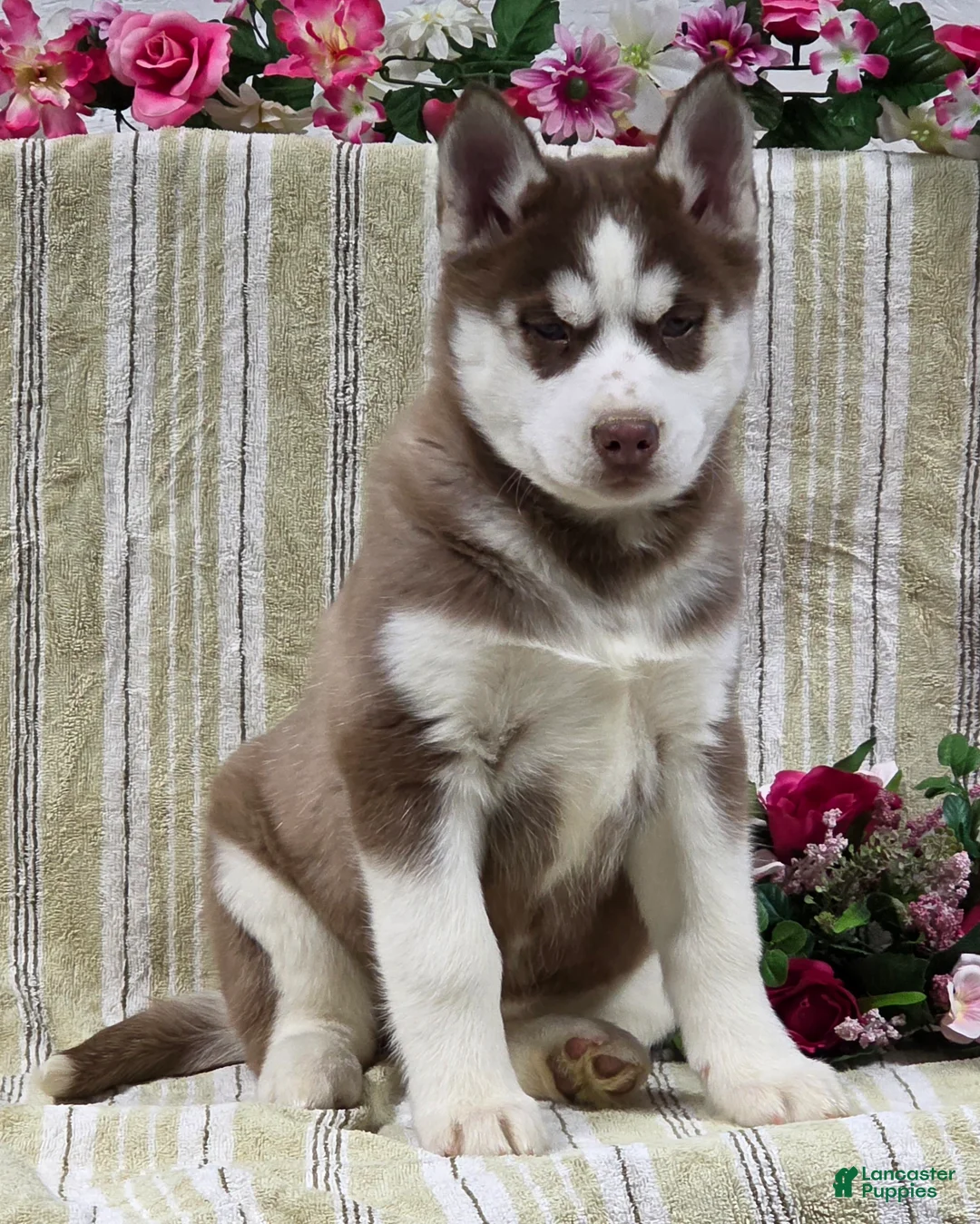 Siberian Husky dogs for sale: Daisy - Ad 3