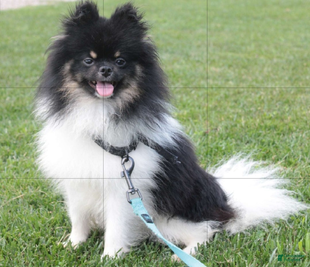 Pomeranian dogs for sale: Snickers - Ad 13