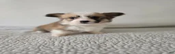 Mixed Breed dogs for sale: Female 1 - Ad 3