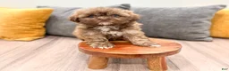 Shih Tzu dogs for sale: Abigail - Ad 4
