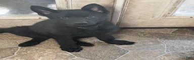Sheprador 1