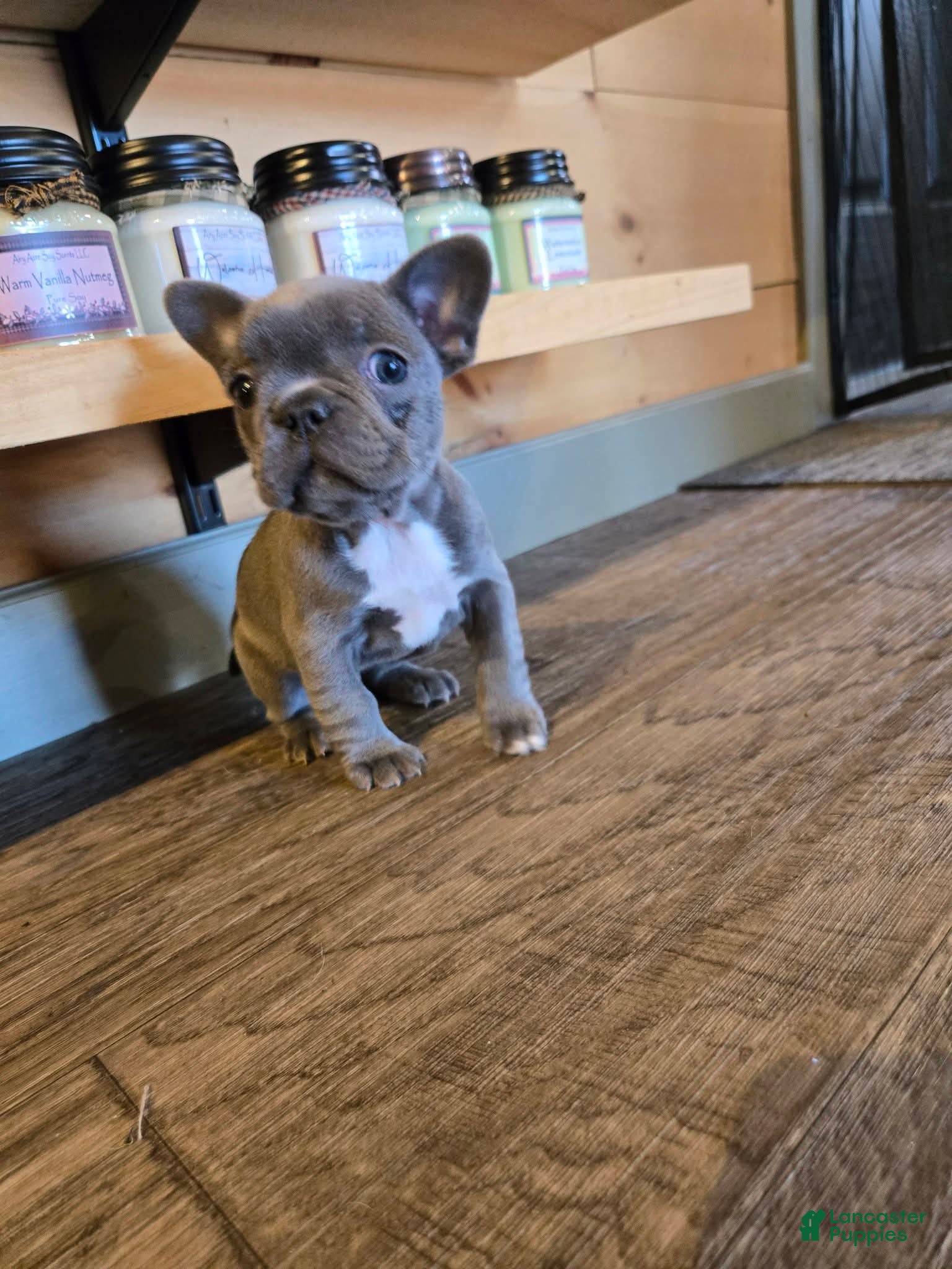 French Bulldog dogs for sale: French Bulldog Edith  - Ad 1