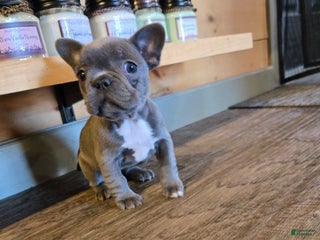 French Bulldog dogs for sale: French Bulldog Edith - Ad 1