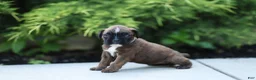 Boxer dogs for sale: Lori Boxer Puppy  - Ad 11