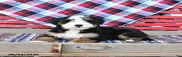 Mini Bernedoodle dogs for sale: Spike - Ad 2