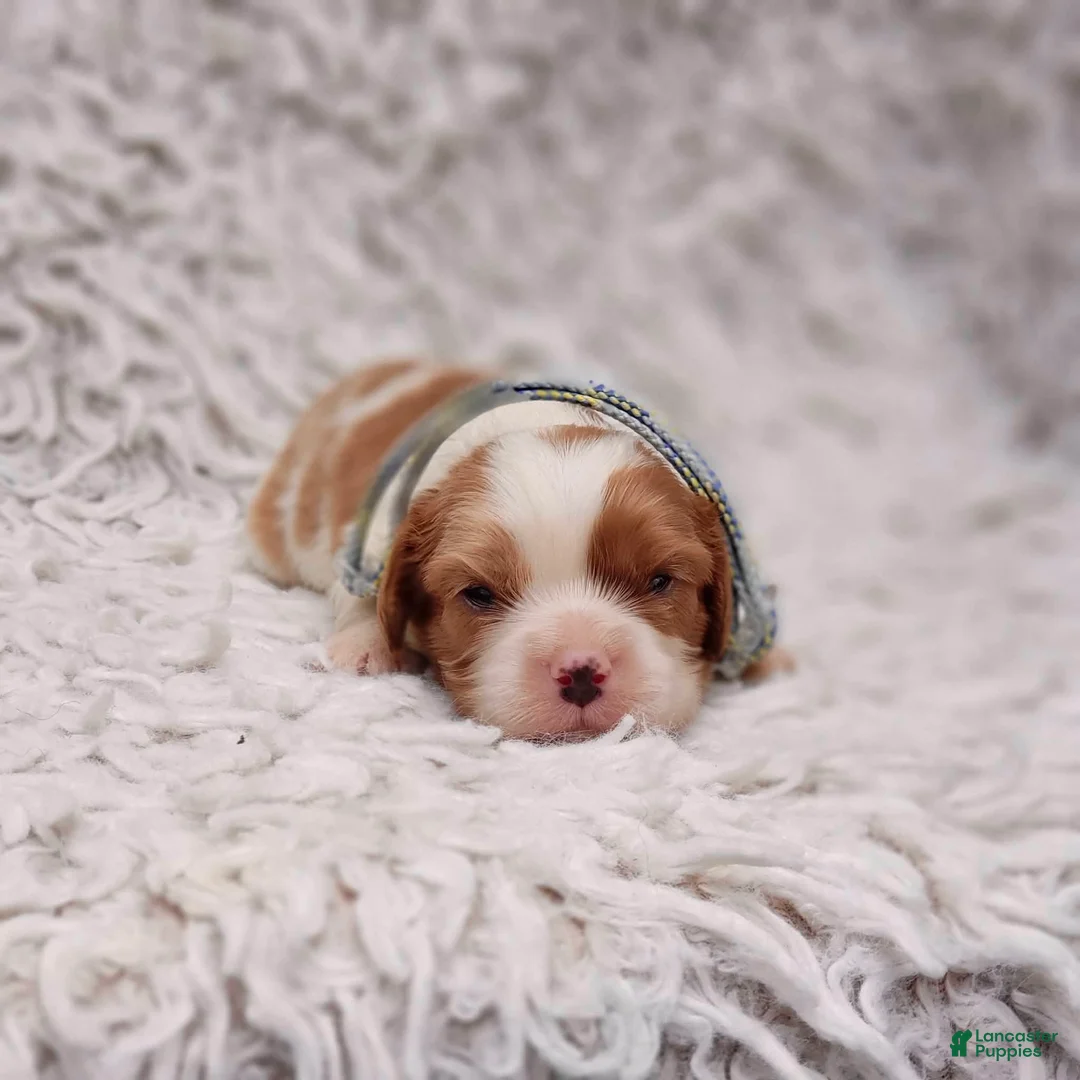 Cavalier King Charles Spaniel dogs for sale: Remi - Ad 2