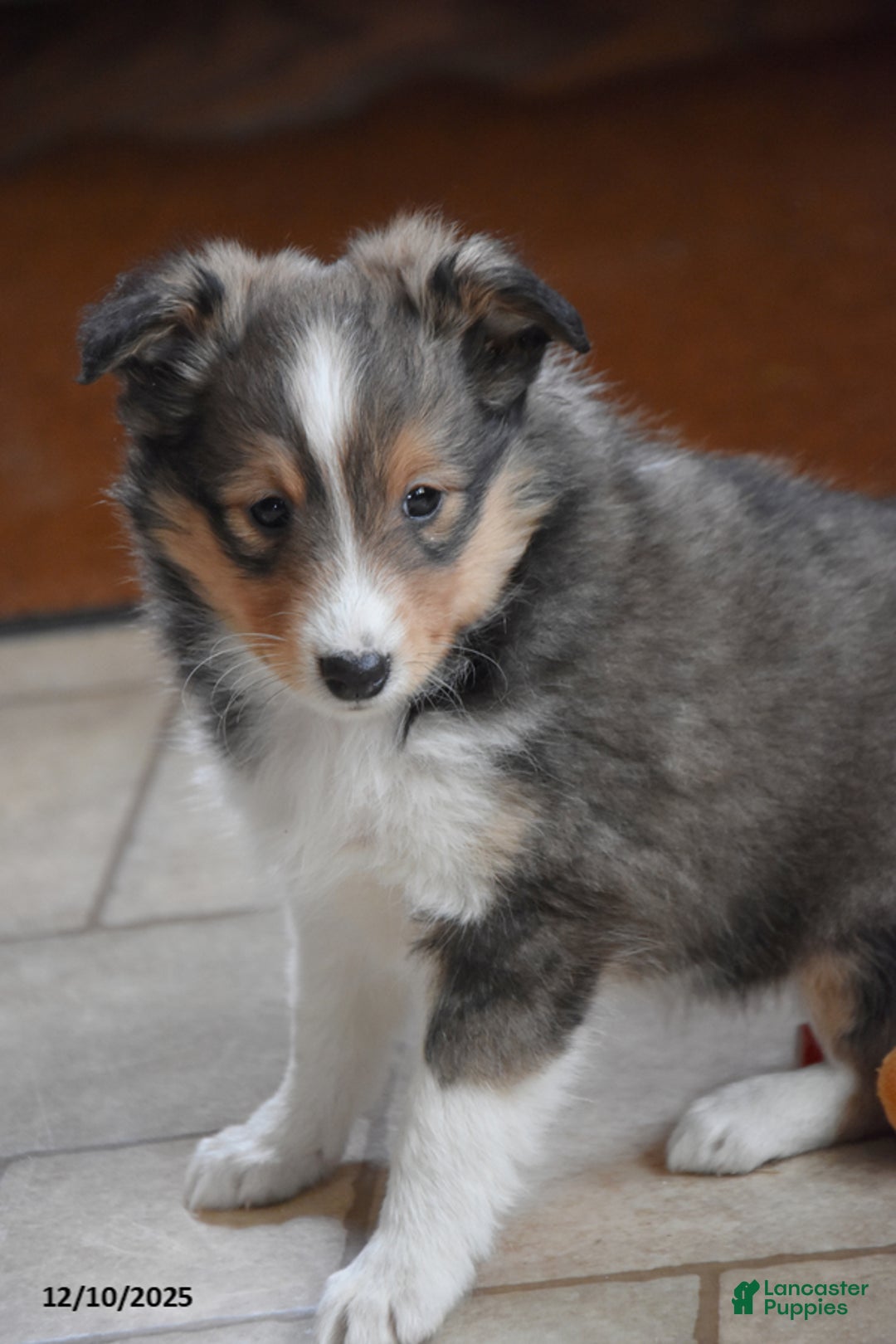 Shetland Sheepdog dogs for sale: Twila - Ad 3