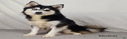 Pomsky dogs for sale: Bronco  - Ad 4