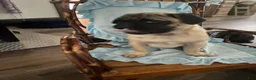 Pug dogs for sale: Pug Puppy 1 - Ad 2