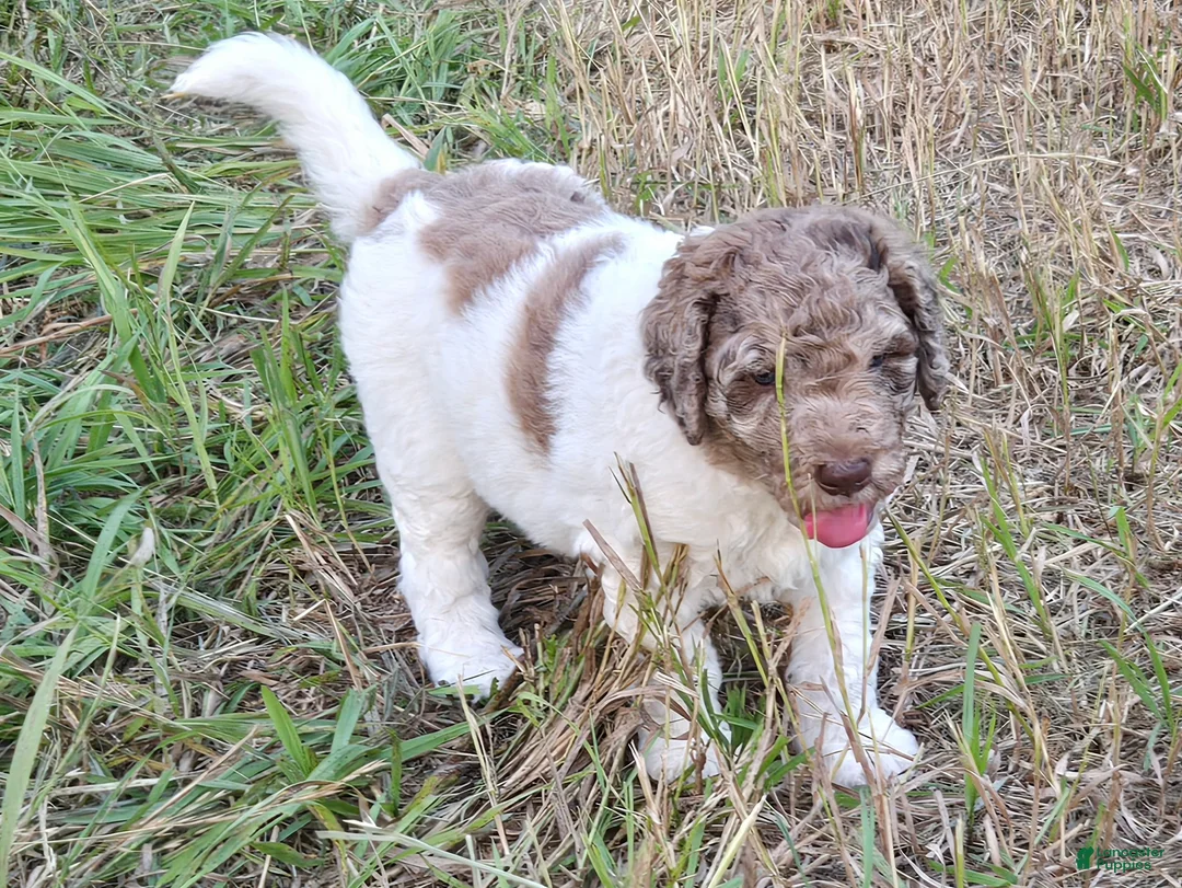 Newfypoo dogs for sale: Fanta - Ad 2