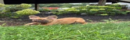 French Bulldog dogs for sale: Happy Fluffy Health Clear - Ad 3