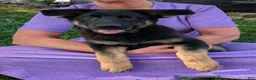 German Shepherd dogs for sale: Mati - Ad 19