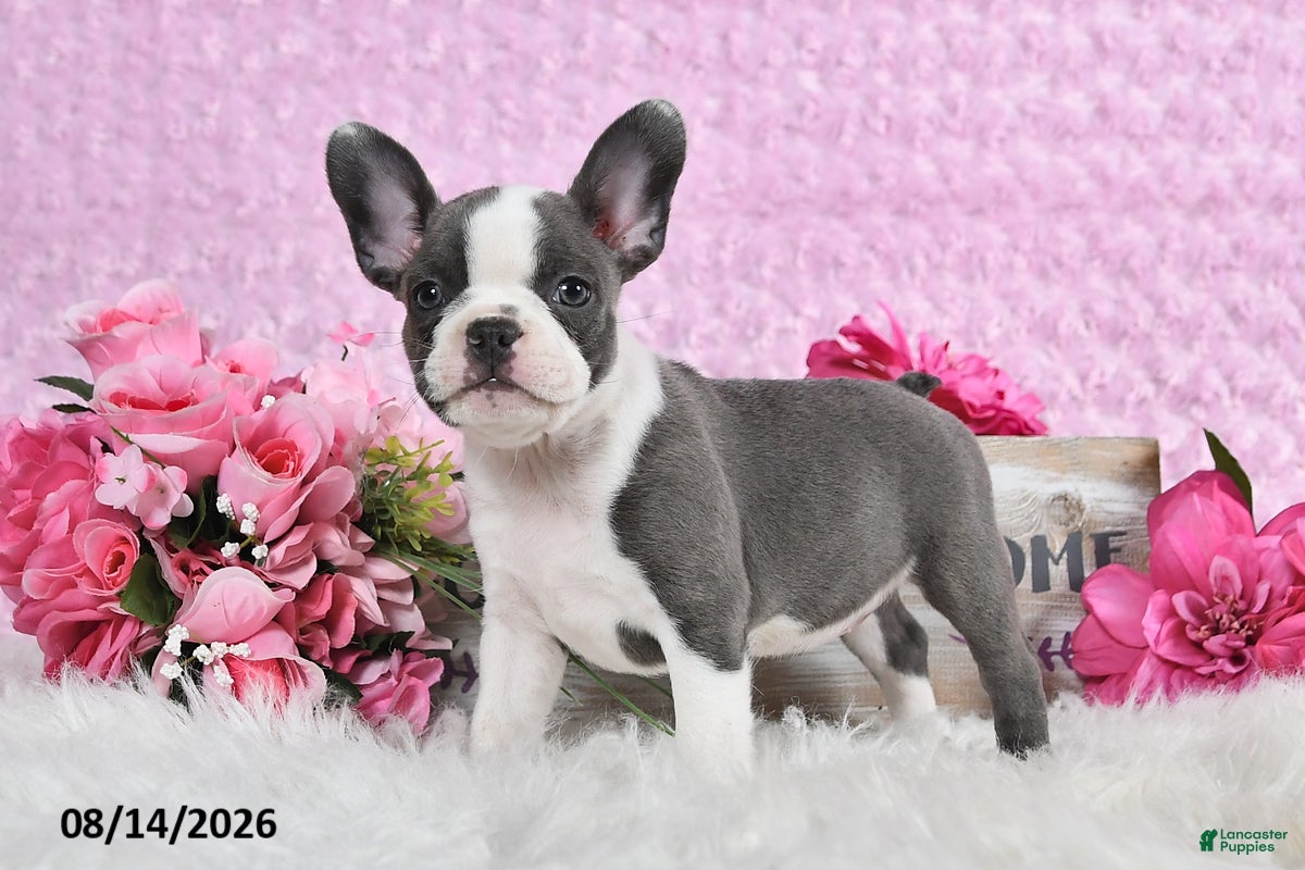 Frenchton dogs Linzy - Ad 1