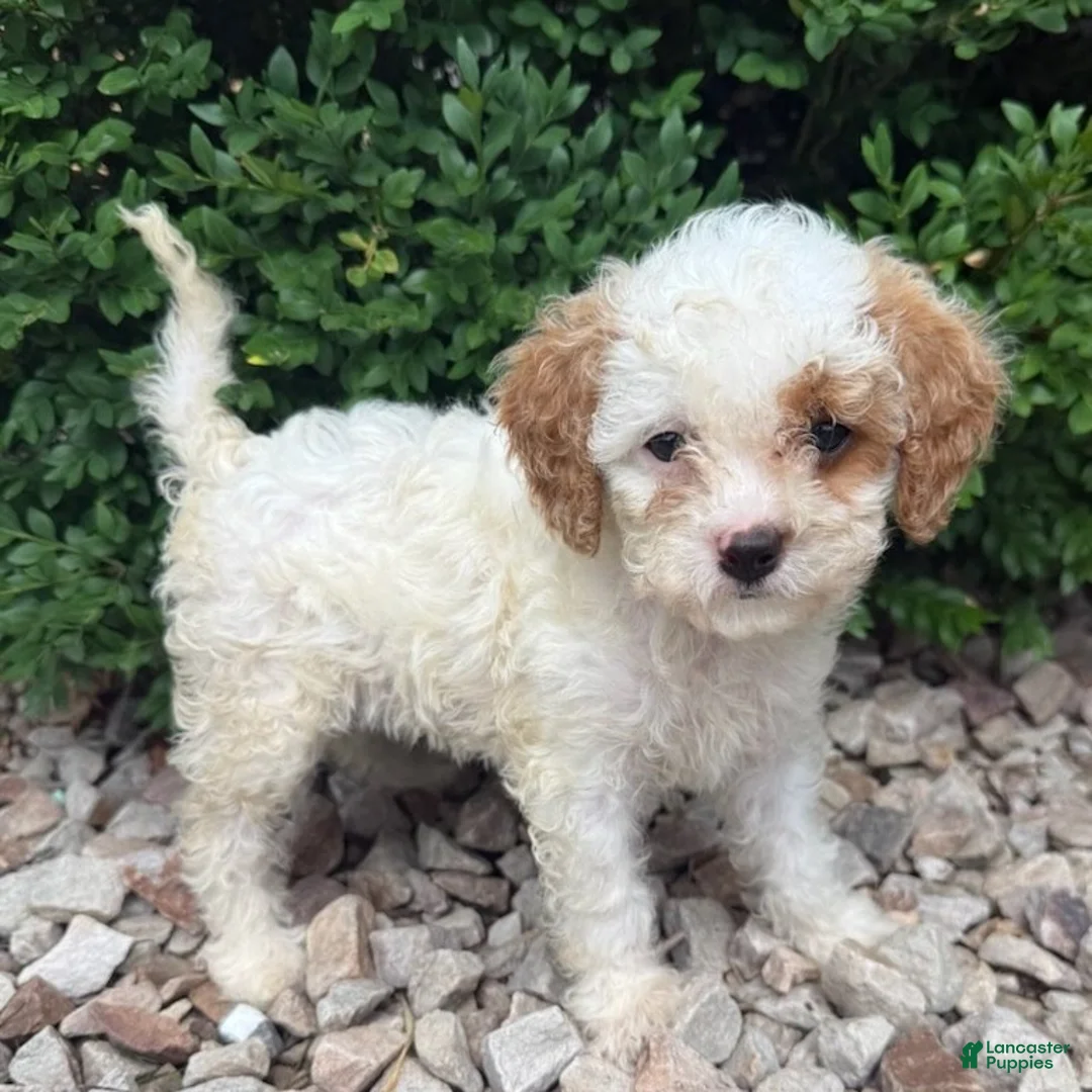 Cavapoo dogs for sale: Peter  - Ad 2