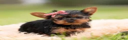 Yorkshire Terrier dogs for sale: Ellie - Ad 4
