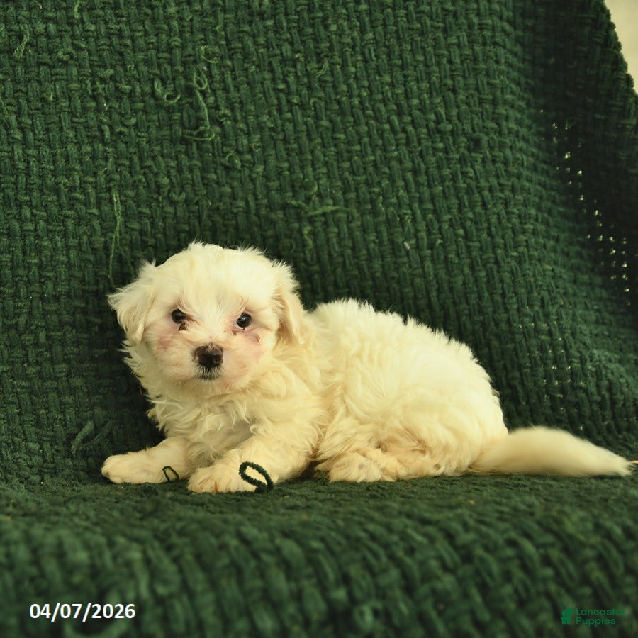 Maltipoo dogs Nellie  - Ad 2