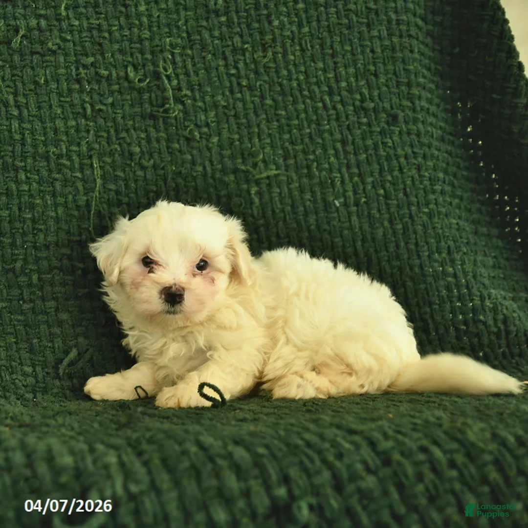 Maltipoo dogs for sale: Nellie  - Ad 2