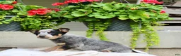 Australian Cattle Dog dogs for sale: Callie - Ad 4