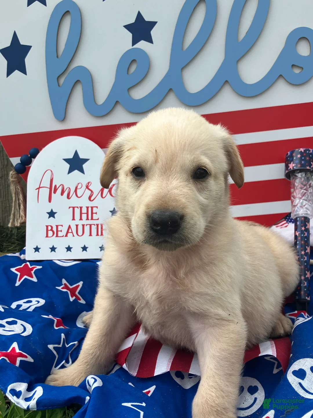Mixed Breed dogs for sale: Liberty  - Ad 2