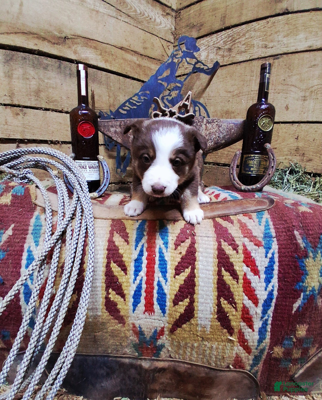 Border Collie dogs for sale: Border Collie Puppy 6 - Ad 3