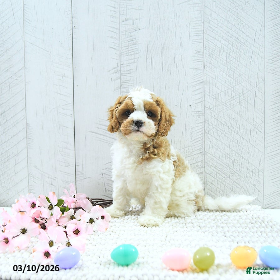 Cavapoo dogs Macho - Ad 1