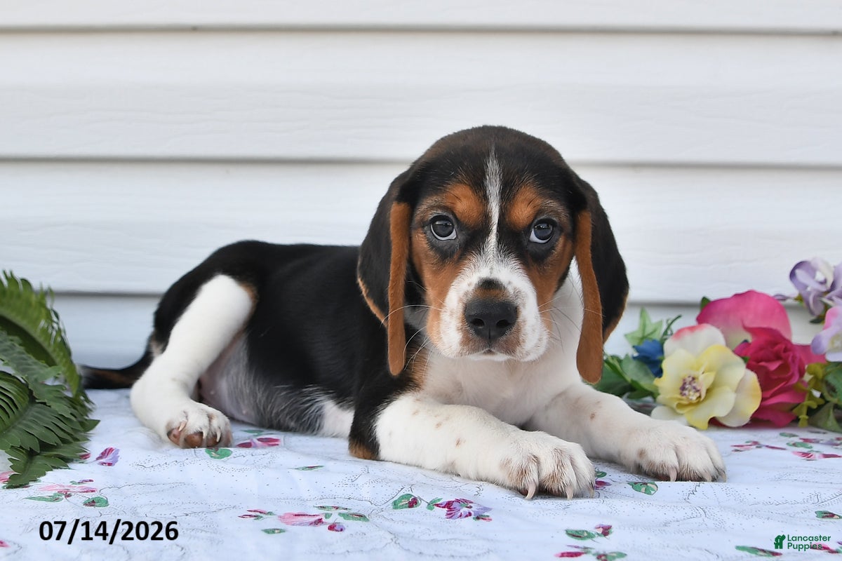 Beagle dogs Scott - Ad 2