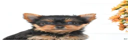 Yorkshire Terrier dogs for sale: Angel - Ad 5