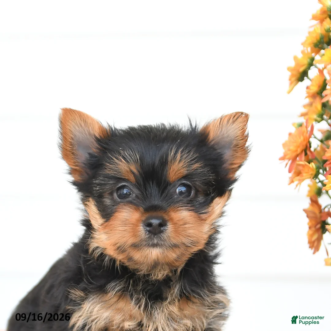 Yorkshire Terrier dogs for sale: Angel - Ad 5